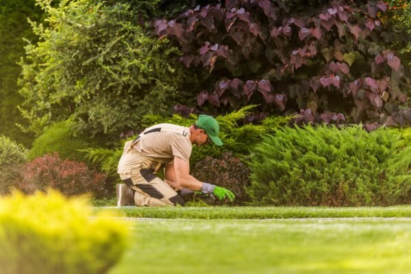 Gardener Weeding Large Beautiful Gardener Gardener Weeding Large Beautiful Gardener